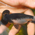 Black Bubble-eye with Dorsal Fin