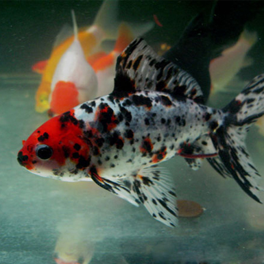 Calico Commom Goldfish