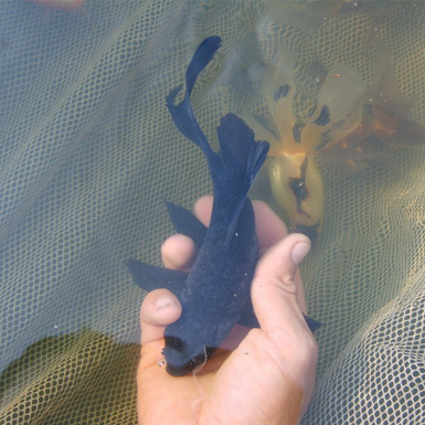 Black Commom Goldfish