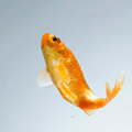 Gold Commom Goldfish