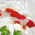 Red and White Commom Goldfish