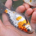 tri-colour common goldfish