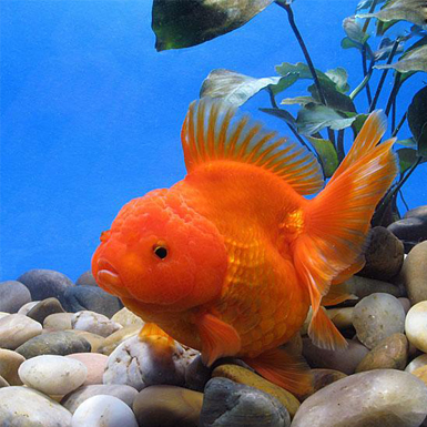 Red Oranda