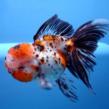 calico oranda goldfish