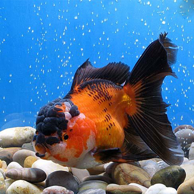 Red and Black Oranda