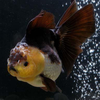 black and white oranda