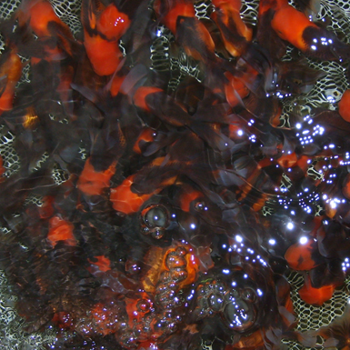 Chocolate and Red Oranda