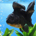 Black Oranda