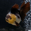 Black and White Oranda