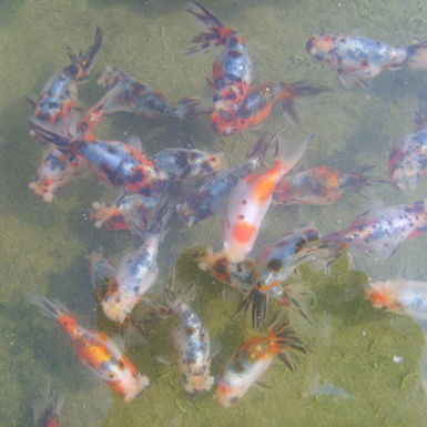 Calico egg-fish with pompons