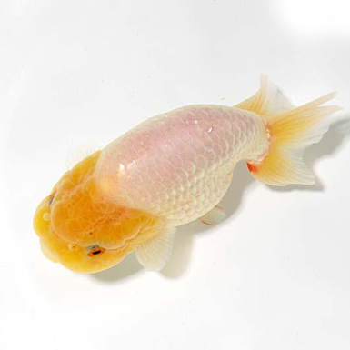 White Ranchu