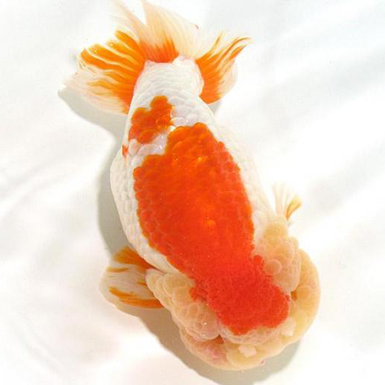 Red and White Ranchu