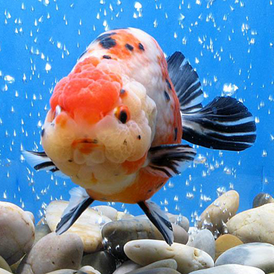 Calico Ranchu