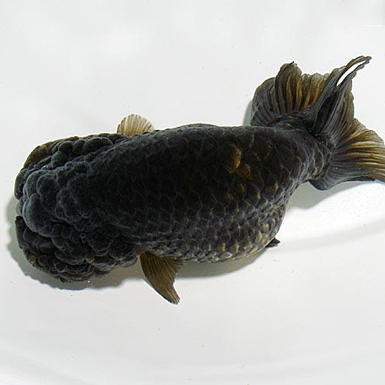 Black Ranchu