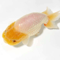 White Ranchu