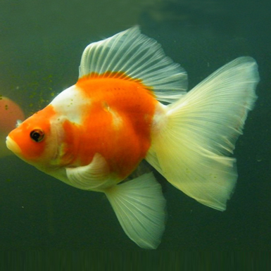 Red and White Ryukin with broad tail