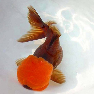 Chocolate oranda with red cap